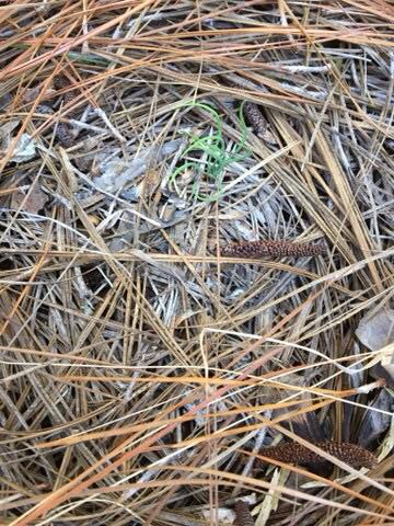 Long Leaf seedling