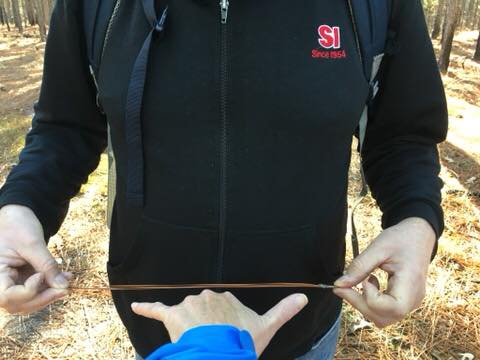 Long Leaf needle - about 12” long
