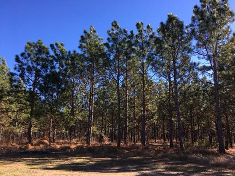 Long Leaf Pines