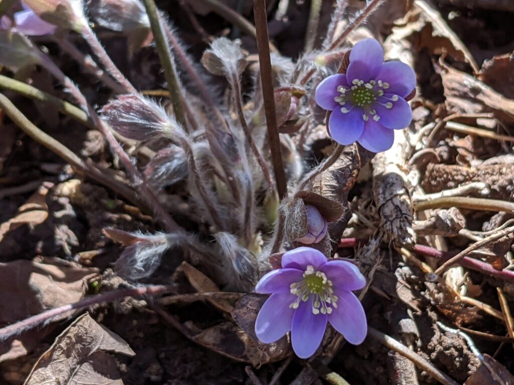 Hepatica americana.