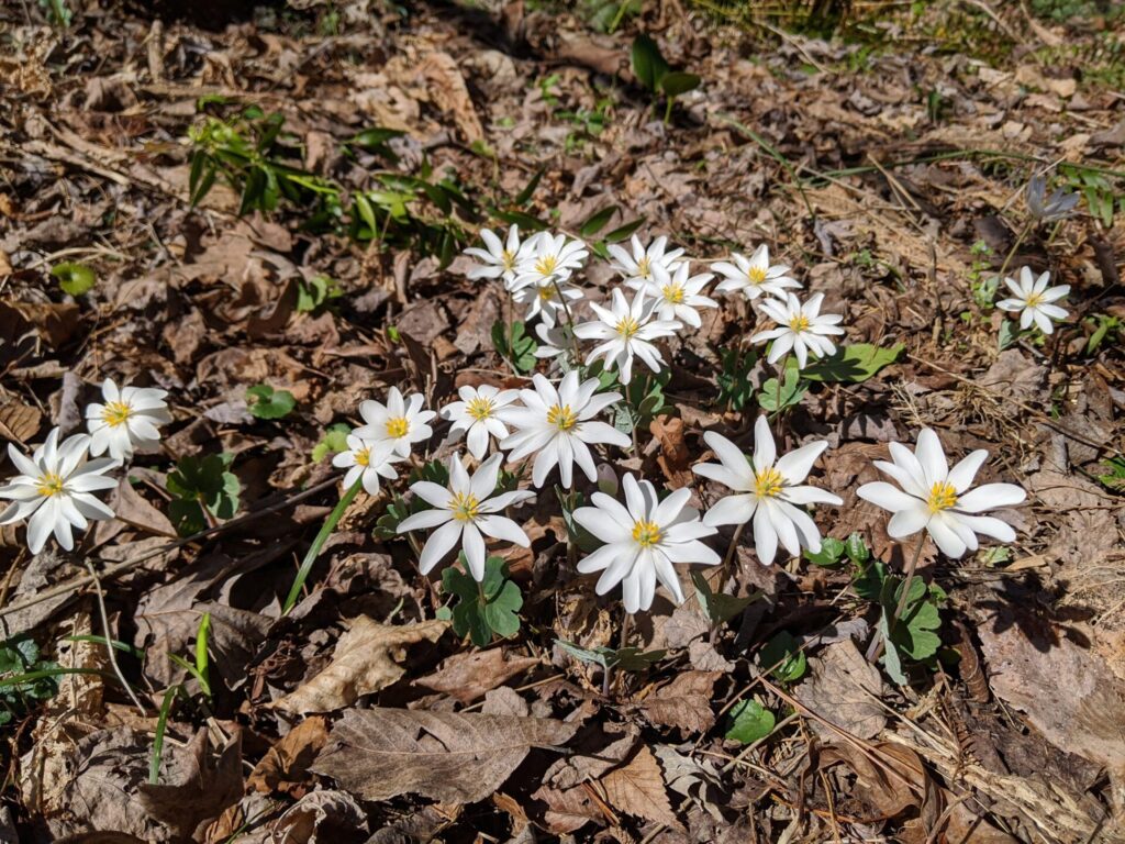 Bloodroots (Sanguinaria canadensis)