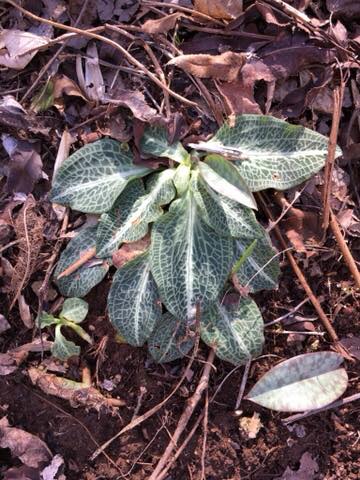 Goodyera pubescens - downy rattlesnake plantain.