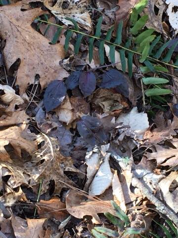 Tipularia discolor
