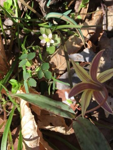 Rue Anemone (Anemonella thalictroides) and trout lily