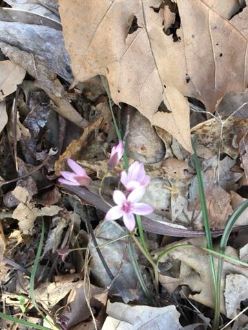 Claytonia - spring beauty