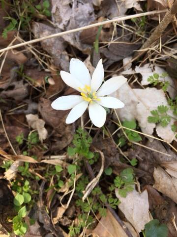 Bloodroot