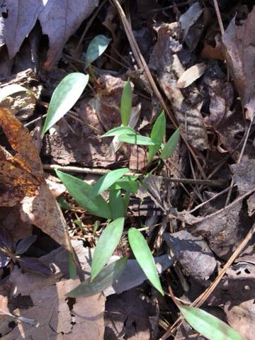 trout lily (seedlings)