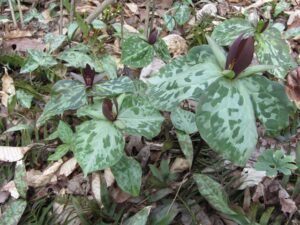 Toadshade (Trillium cuneatum)