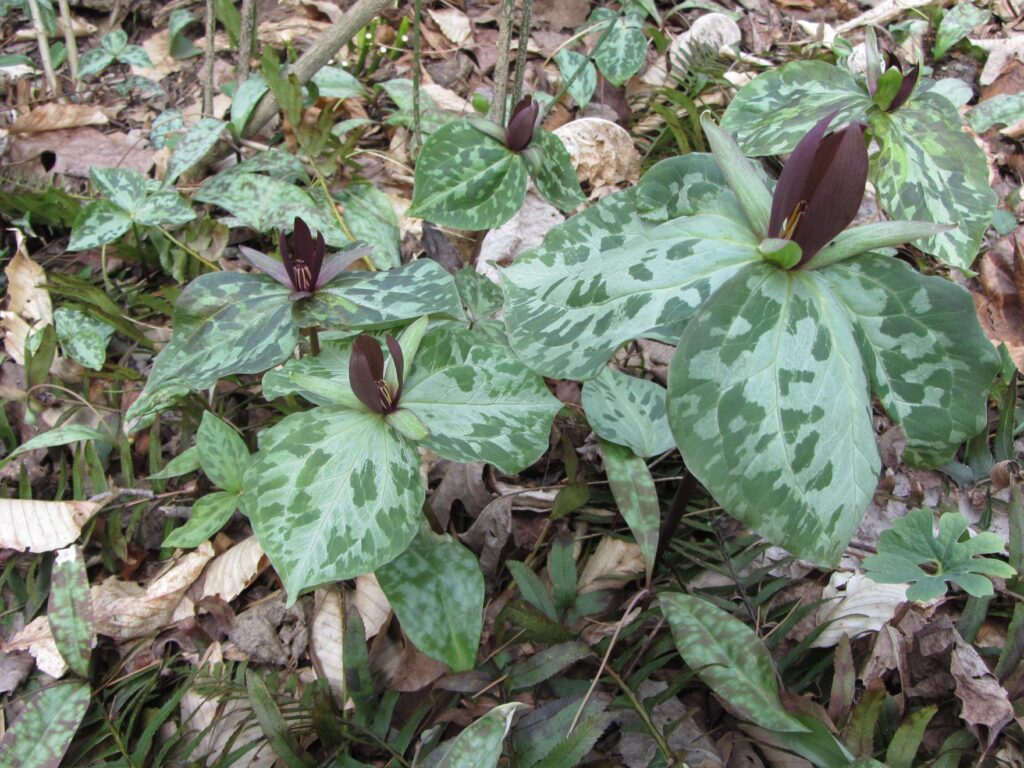 Toadshade (Trillium cuneatum)