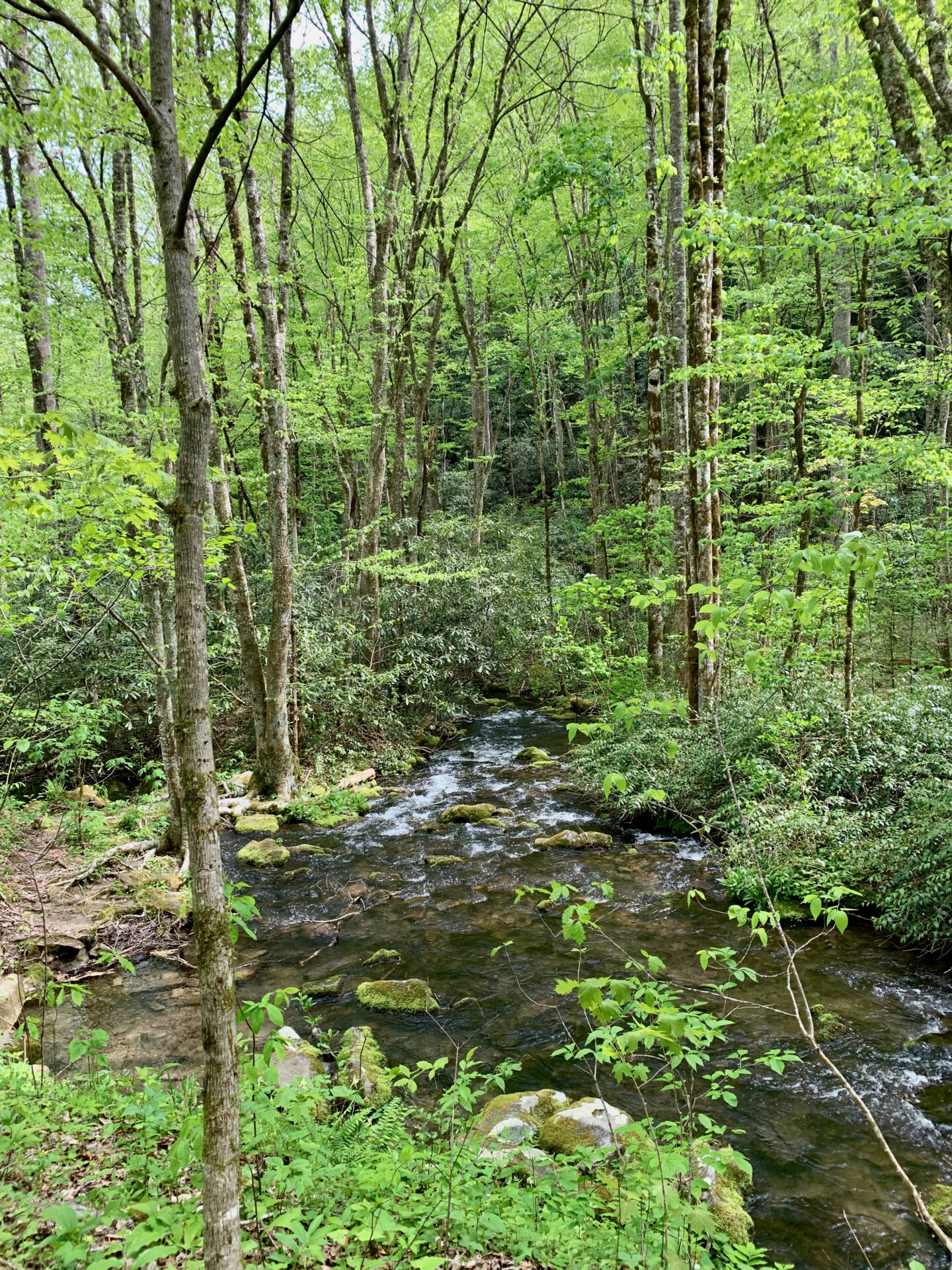 Mountain Stream