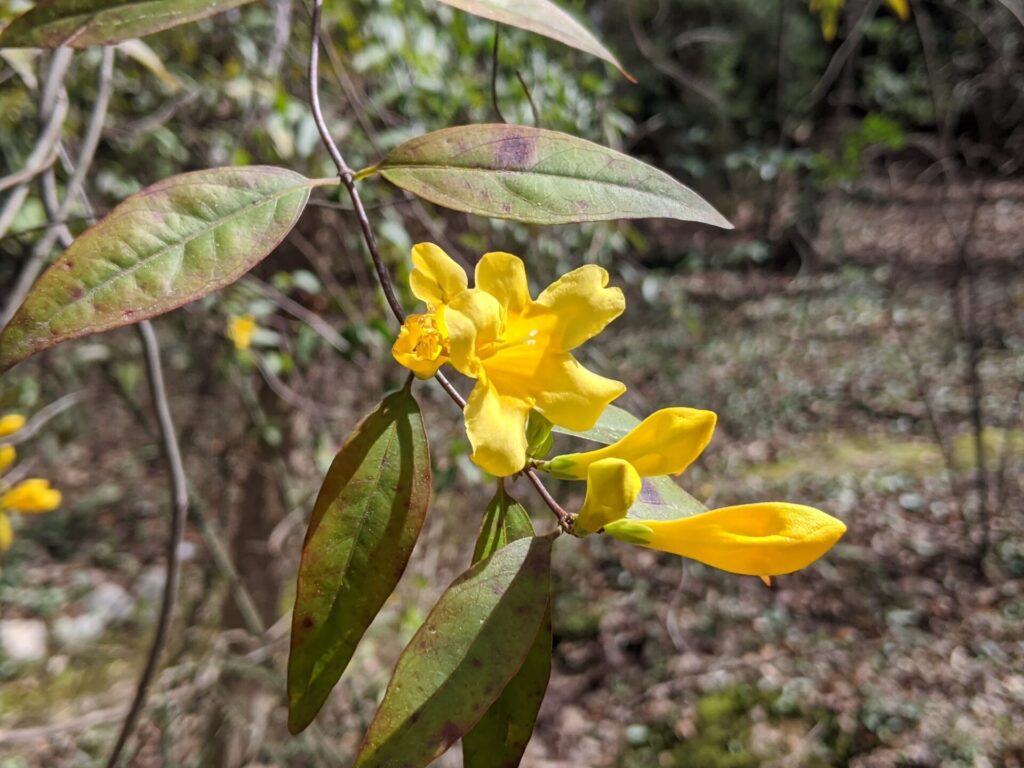 Carolina Jessamine (Gelsemium sempervirens)