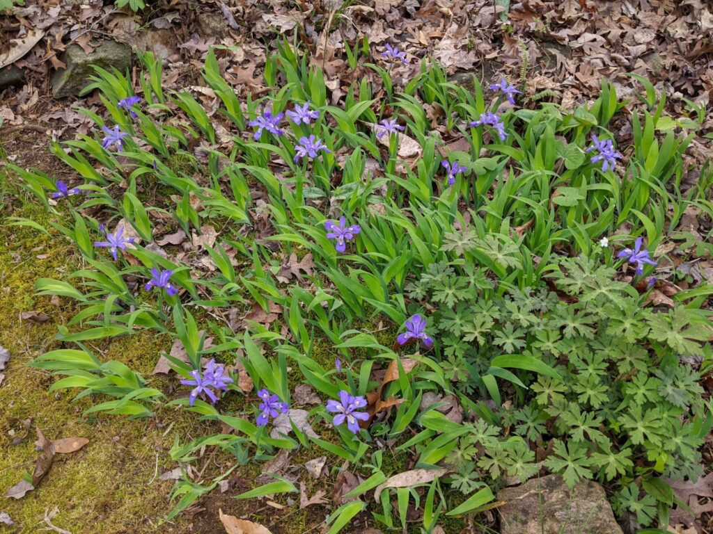 Crested Iris (Iris cristata) interwoven with some Wild Geranium leaves