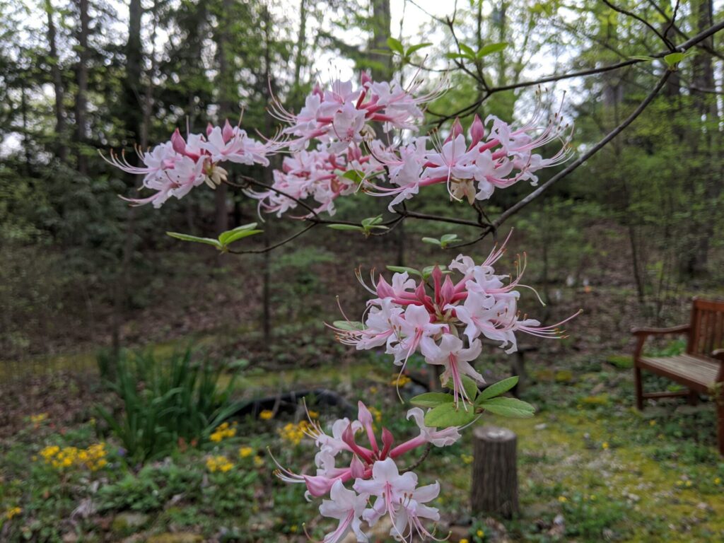 Piedmont Azalea (Rhododendron canescens)