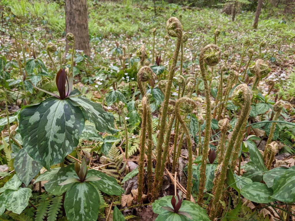 Toadshade (Trillium cuneatum) and unfurling Wood Ferns (Dryopteris - probably celsa or ludoviciana), with Spring Beauties and more ferns in the background.