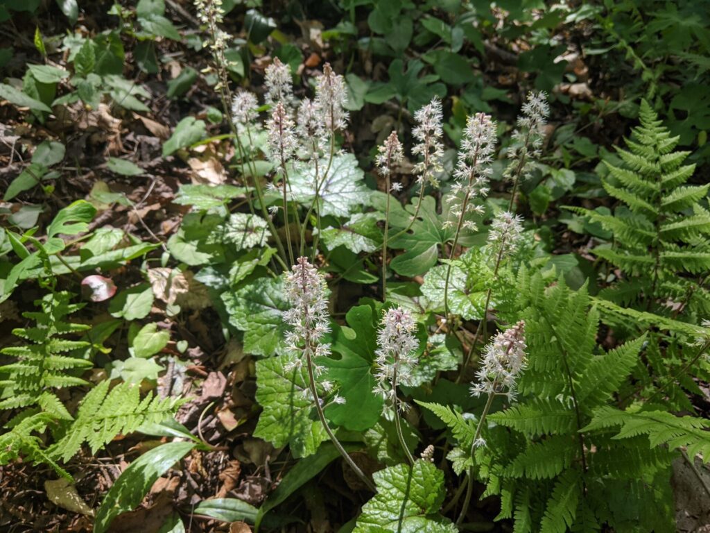 Foam flower (Tiarella cordifolia)