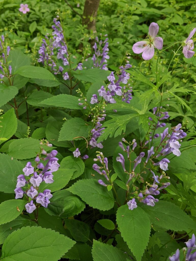 Scutellaria serrata
