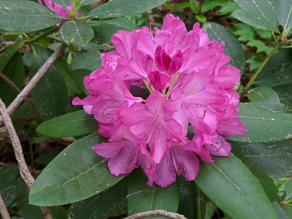 Rhododendron catawbiense