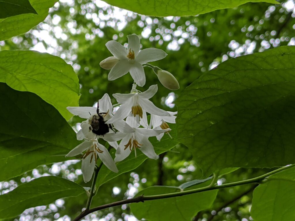 Styrax grandifolius