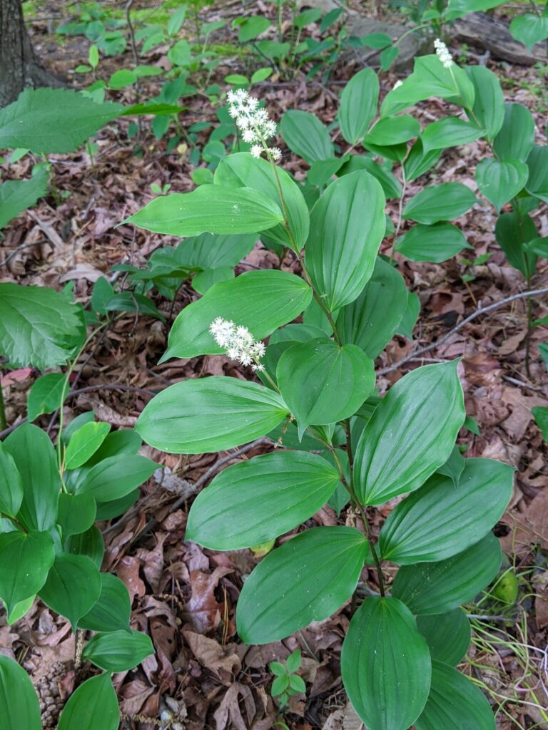 Smilacima recemosa
