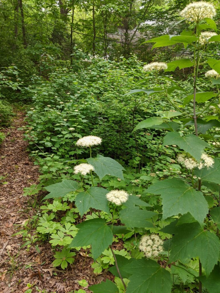 Viburnum acerifolium