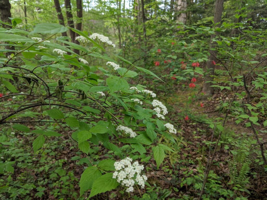 Viburnum dentatum