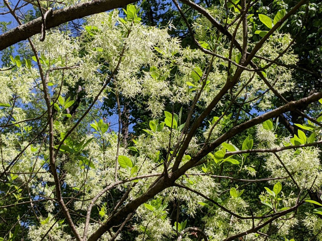 Chionanthus virginicus