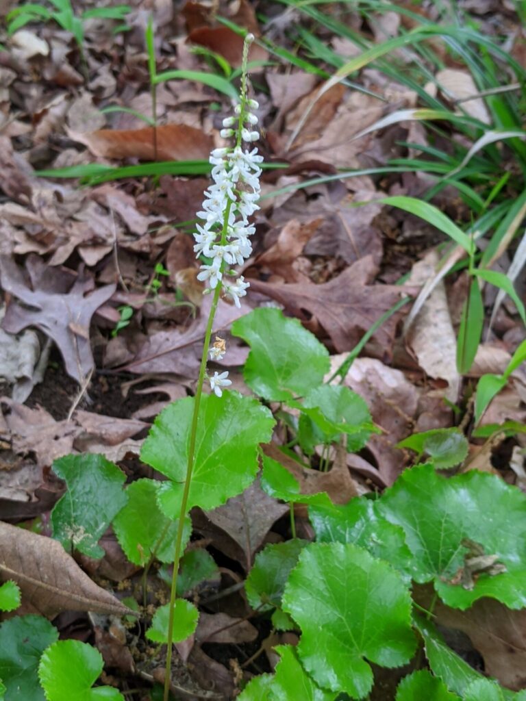 Galax aphylla