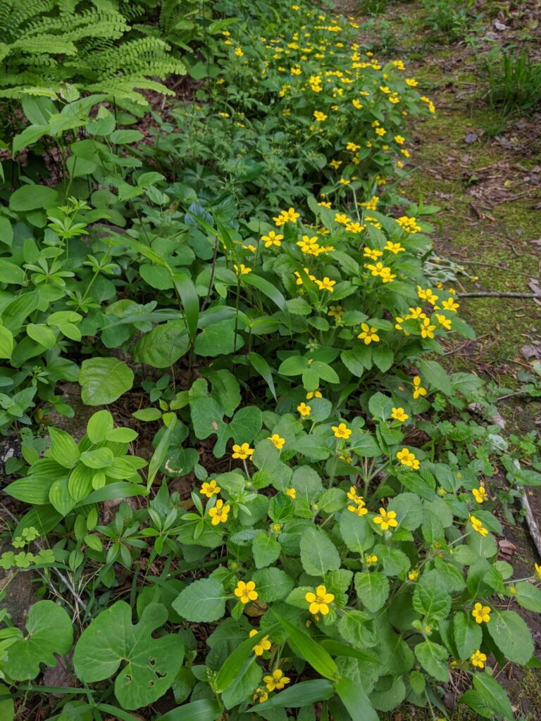 Chrysogonum virginianum