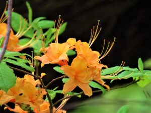 Flame Azalea