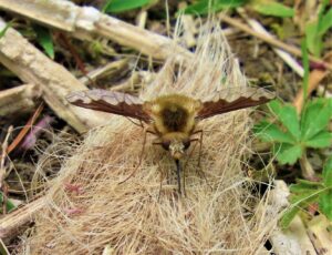 Bee fly Bombylius major