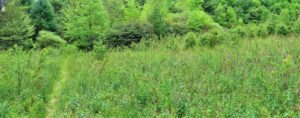 Blackberries goldenrod and white pine old field above Heart Pond