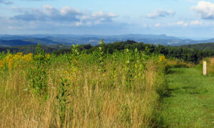 Bluff Mountain Trail at Doughton Park