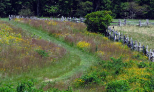 Bluff Mountain Trail at Doughton Park
