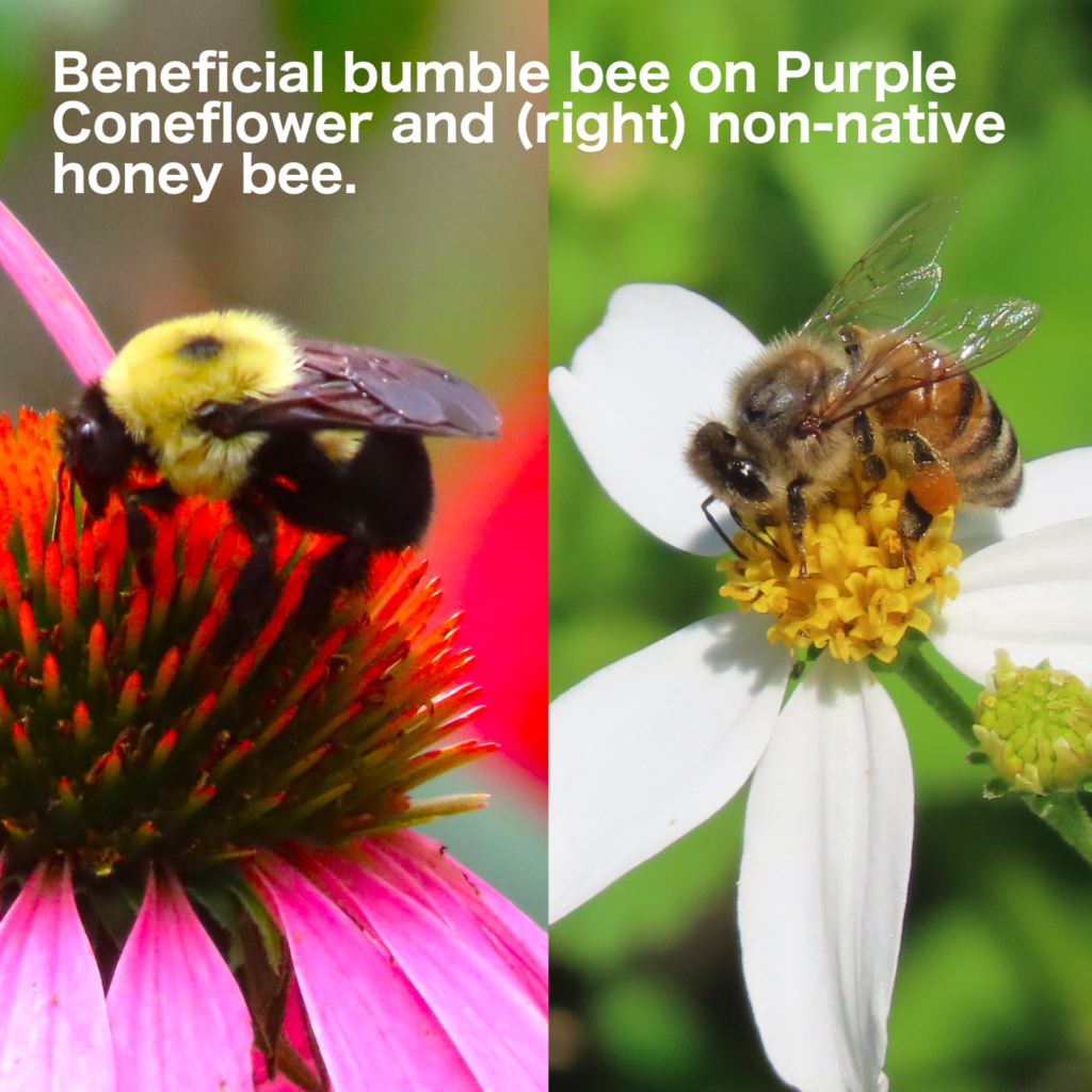 Beneficial bumble bee on Purple Coneflower and (right) non-native honey bee.