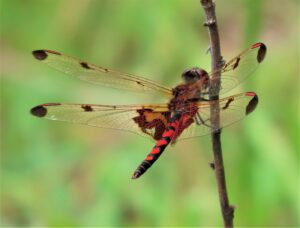 Calico pennant dragonfly