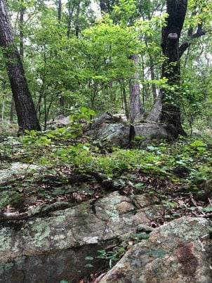 Cane Creek Mountans-Natural Area Field Trip-May 14 2026