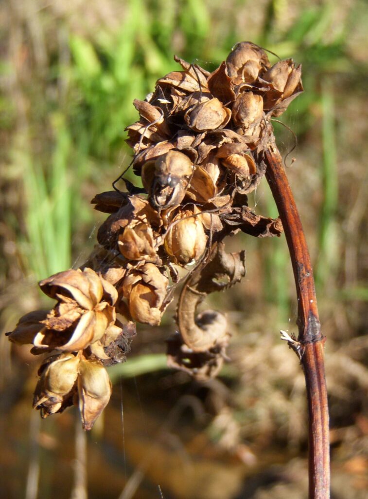Turtlehead, Chelone glabra, seed head (photo by Lynda Waldrep)