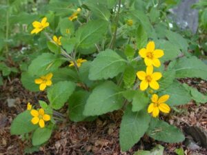 Chrysogonum virginianum