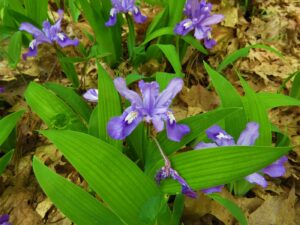Dwarf Crested Iris
