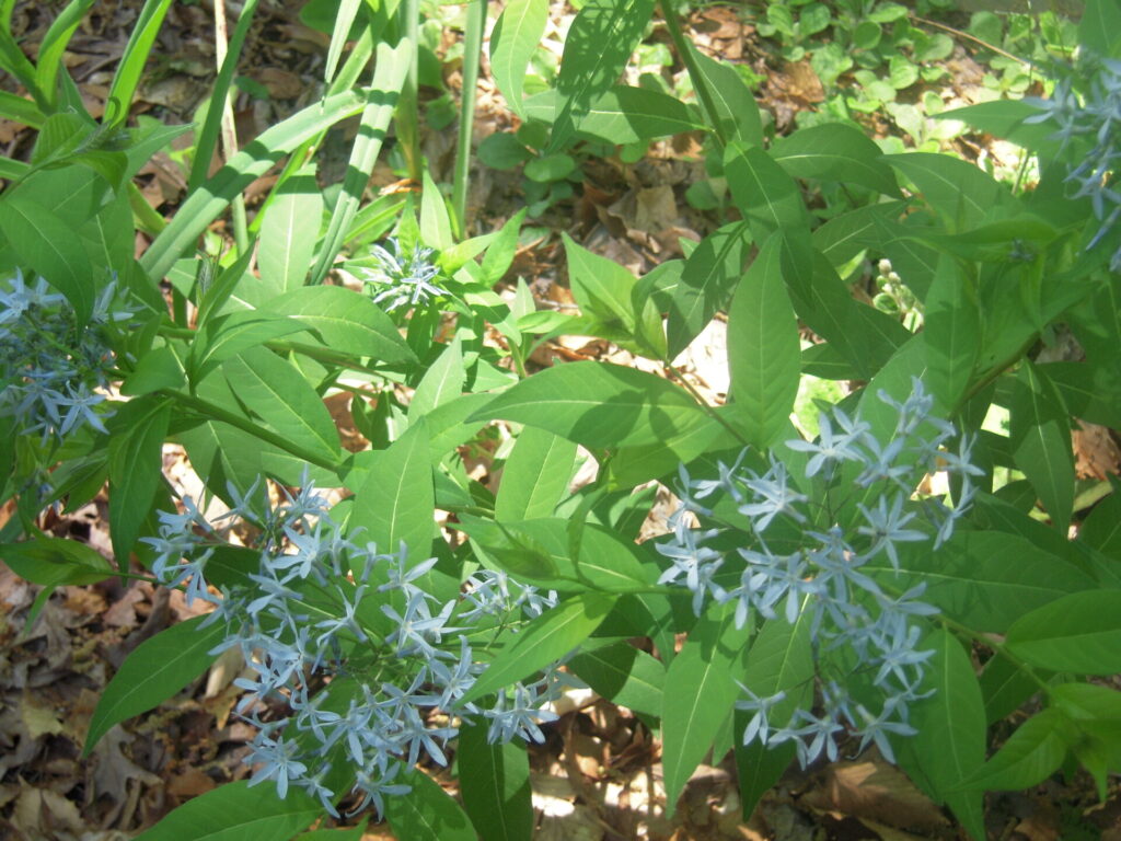amsonia
