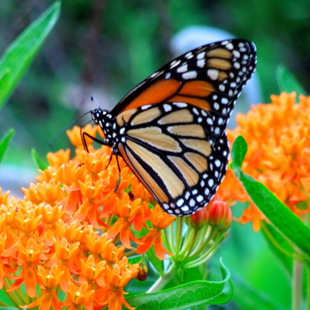 Monarch Butterfly
