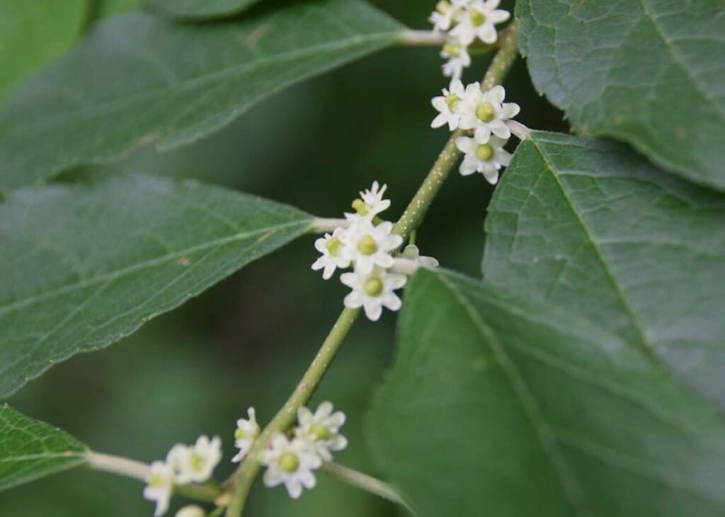 Winterberry