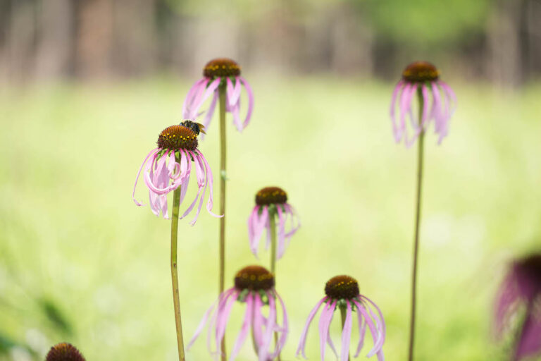 Echinacea laevigata with pollinator