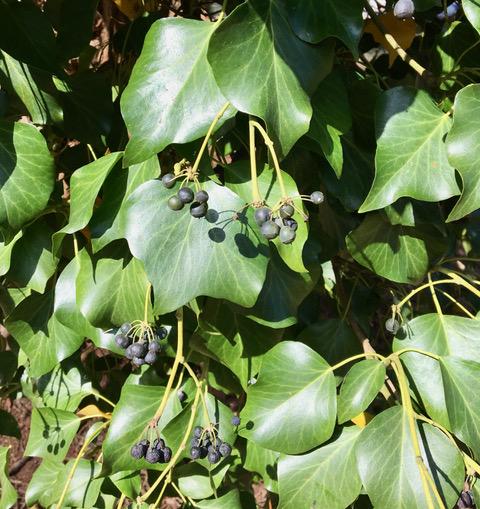 English Ivy Berries. (photo by Lisa Gould)