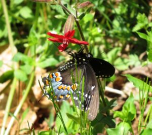 Swallowtail on Firepink