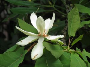 Fraser Magnolia