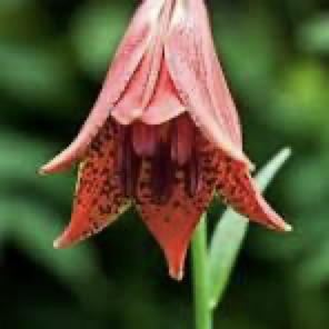 Gray's Lily