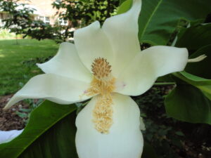 Magnolia macrophylla, Bigleaf magnolia 