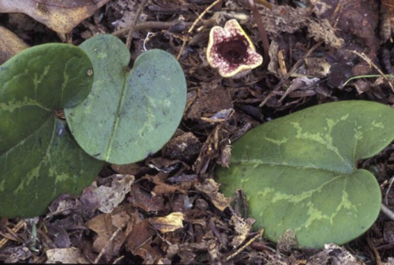 Hexastylis contracta