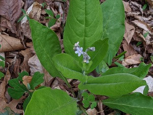 seven mile creek natural area